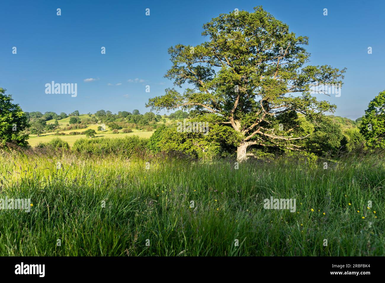 Eine malerische Wiese unter einem weiten blauen Himmel, eingerahmt von einem rustikalen Drahtzaun, lädt Sie ein, in die ruhige Schönheit des Deer Park Eastnor zu entfliehen Stockfoto