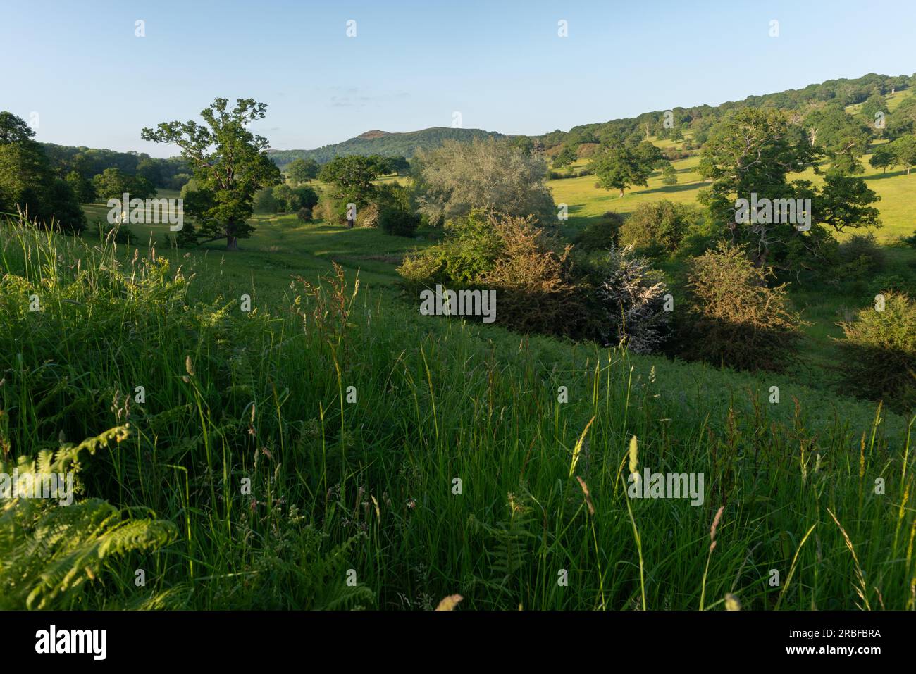 Eine malerische Wiese unter einem weiten blauen Himmel, eingerahmt von einem rustikalen Drahtzaun, lädt Sie ein, in die ruhige Schönheit des Deer Park Eastnor zu entfliehen Stockfoto