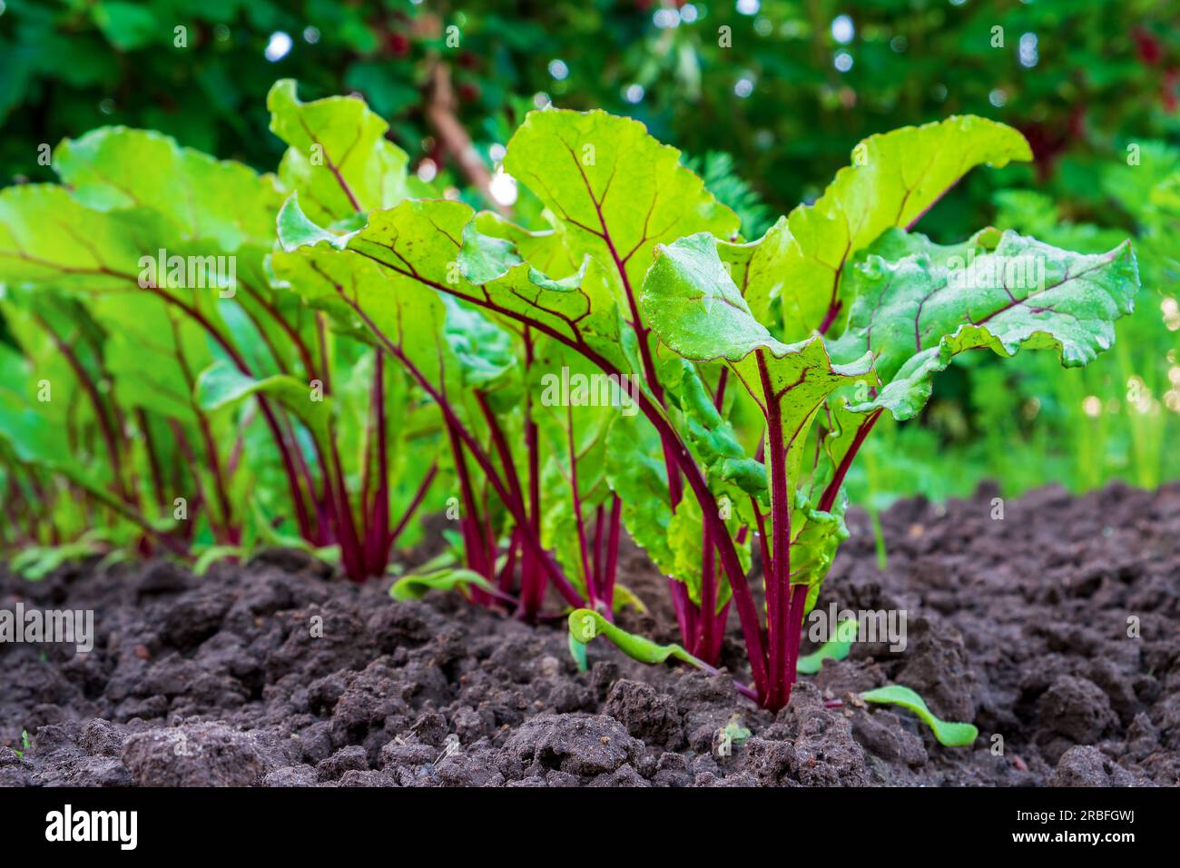 Junge frische Rübenblätter. Rote Beete Pflanzen in einer Reihe aus nächster Nähe Stockfoto