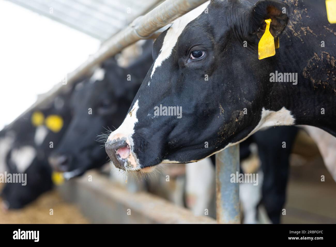 Landwirtschaftliche Konzept, Tagebuch Kühe essen ein Heu in modernen freien Viehstall oder Kuhstall für die Destillation von Milch, Tier-und Lebensmittelkonzept Stockfoto