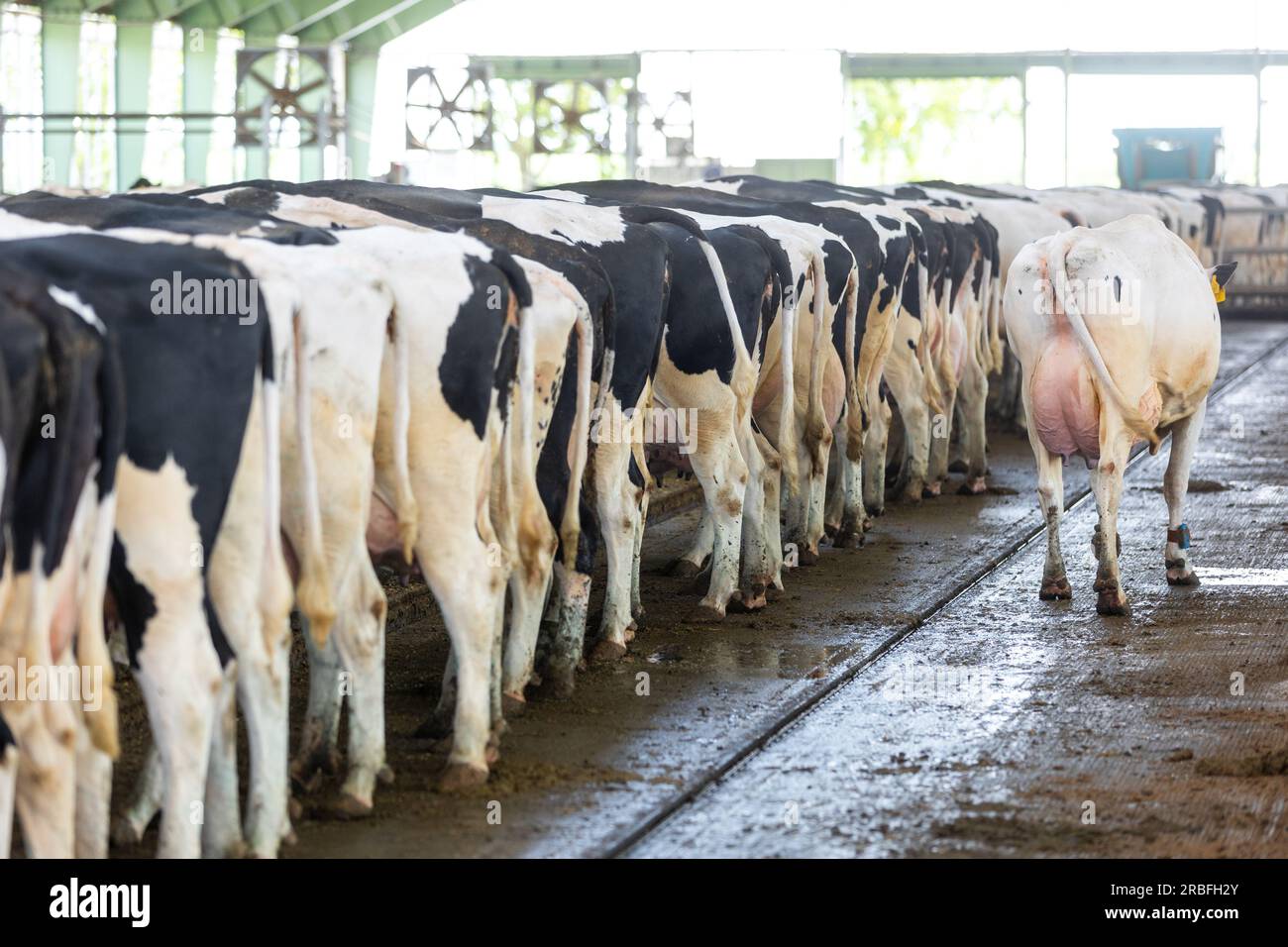 Landwirtschaftliche Konzept, Tagebuch Kühe essen ein Heu in modernen freien Viehstall oder Kuhstall für die Destillation von Milch, Tier-und Lebensmittelkonzept Stockfoto