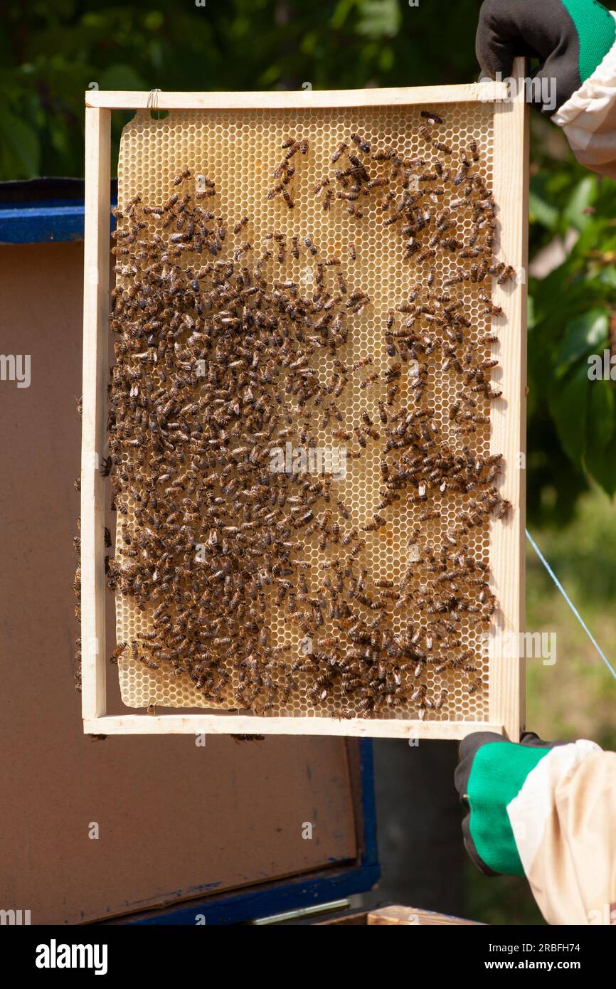 Die Hand eines Imkers hält einen Rahmen mit Bienen und gekapptem Honig in einer Sommerbienehäuser. Betonung des Konzepts der Bienenzucht. Stockfoto