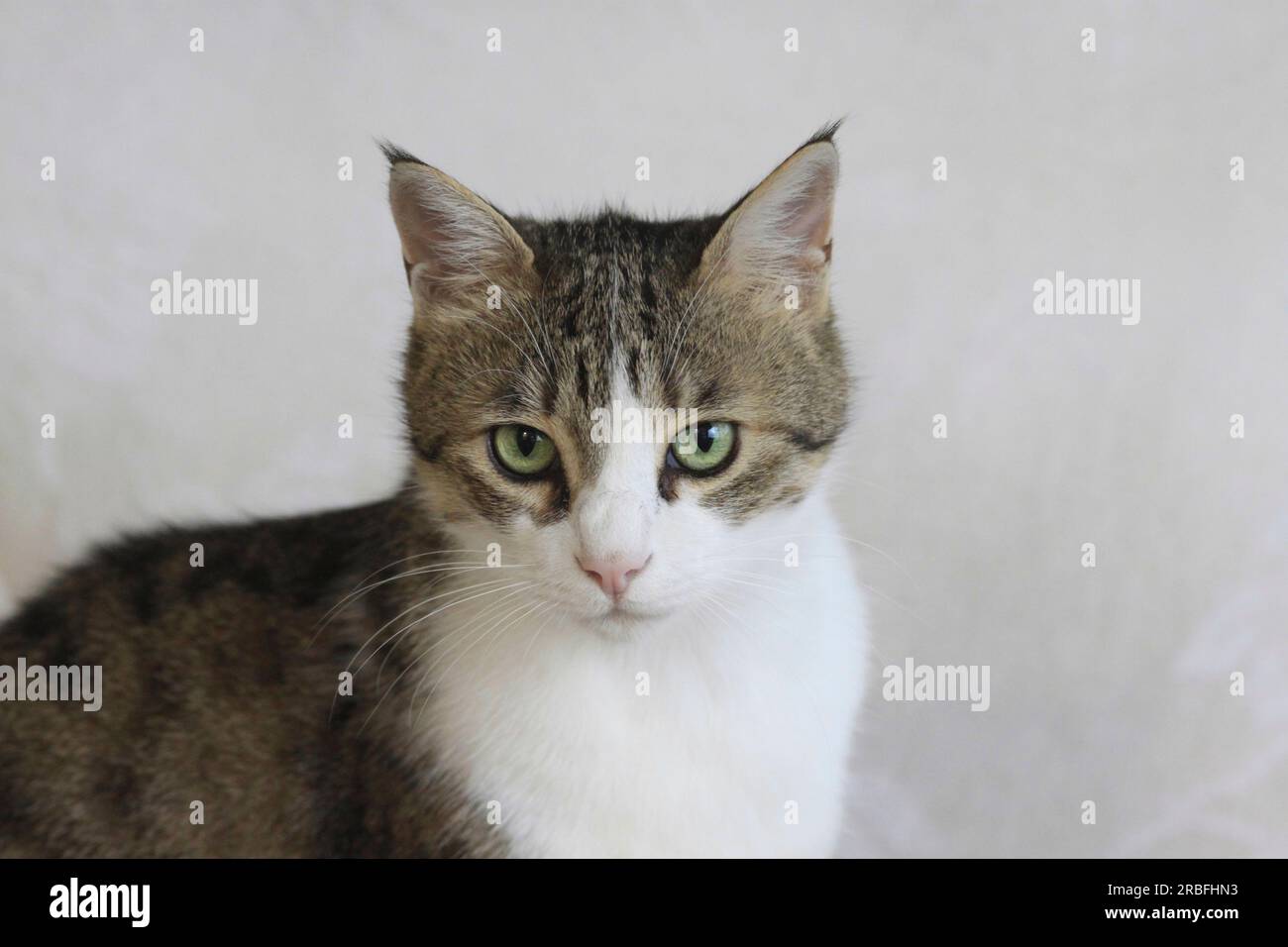 Hübsche Erwachsene, weibliche Tabby Cat, die Augenkontakt mit der Kamera hat Stockfoto