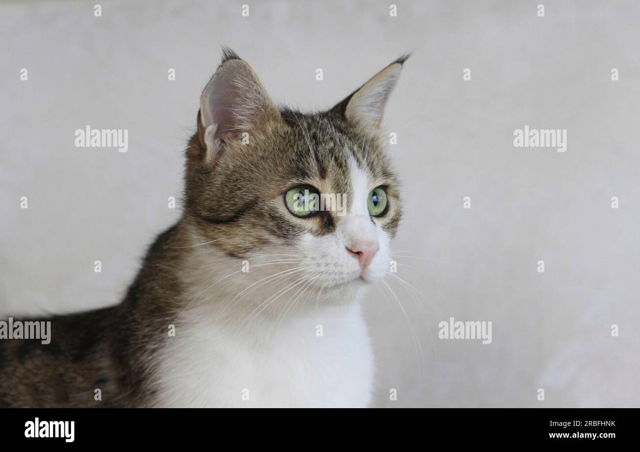 Porträt einer erwachsenen, erwachsenen, weiblichen Tabby-Katze Stockfoto