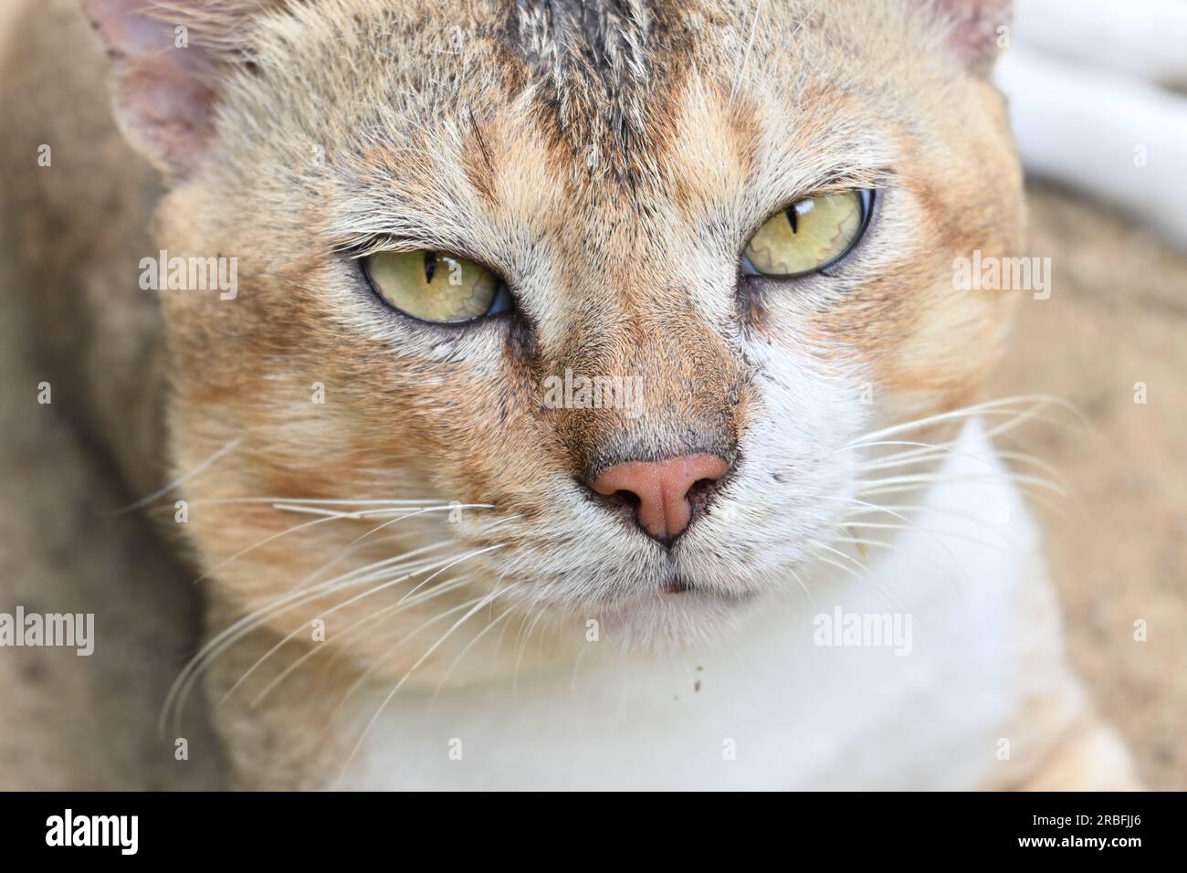 Extreme Nahaufnahme eines neugierigen Gesichts einer süßen Hauskatze Stockfoto
