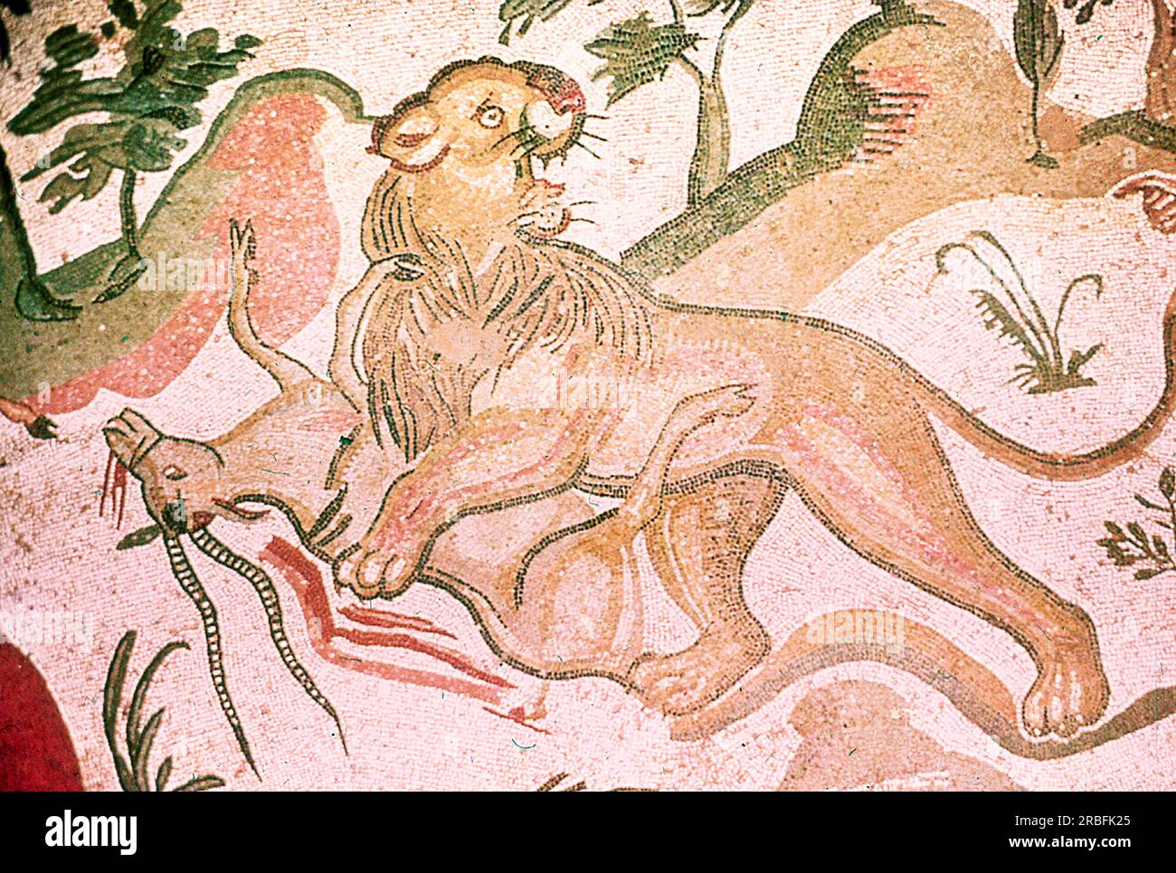 Dieses Foto eines Mosaiks mit einer Jagdszene (ein Löwe, der ein Horntier niederschlägt) wurde im Sommer 1970 auf der Piazza Armerina in Sizilien aufgenommen. Die Piazza Armerina beherbergt die römische Villa del Casale und ihre berühmten Mosaiken, die „besten Mosaike in situ in der römischen Welt“, wie von der UNESCO beschrieben, die sie 1997 in ihre Liste des Weltkulturerbes aufgenommen hat. Villa Romana war eine üppige Patrizier-Residenz, die im Zentrum eines riesigen Latifundiums (Landwirtschaftsgelände) am Ende des 4. Jahrhunderts n. Chr. erbaut wurde. Es wird angenommen, dass es einem Mitglied der römischen Senatorenaristokratie gehörte, der eingetauscht hat Stockfoto