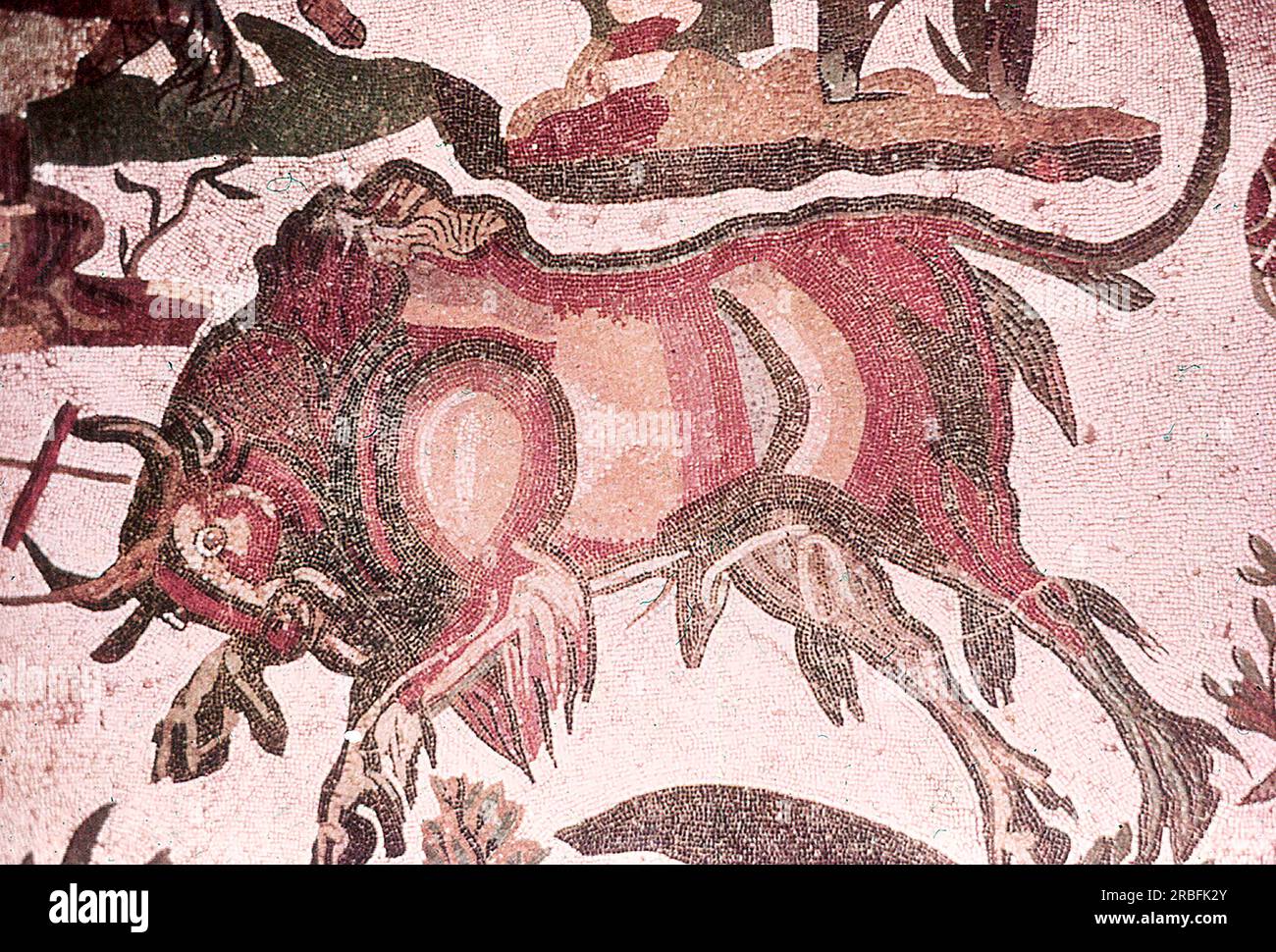 Dieses Foto eines Mosaiks mit der Großen Jagd (Bison) wurde im Sommer 1970 auf der Piazza Armerina in Sizilien aufgenommen. Die Piazza Armerina beherbergt die römische Villa del Casale und ihre berühmten Mosaiken, die „besten Mosaike in situ in der römischen Welt“, wie von der UNESCO beschrieben, die sie 1997 in ihre Liste des Weltkulturerbes aufgenommen hat. Villa Romana war eine üppige Patrizier-Residenz, die im Zentrum eines riesigen Latifundiums (Landwirtschaftsgelände) am Ende des 4. Jahrhunderts n. Chr. erbaut wurde. Es wird angenommen, dass es einem Mitglied der römischen Senatorenaristokratie gehörte, der mit exotischen Tieren handelte. Th Stockfoto