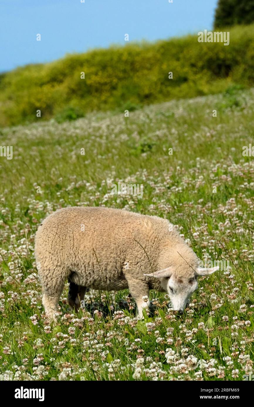 Ein Schaf grast auf einem Kleefeld auf dem Weg zum südlichsten Punkt Lizard Cornwall Stockfoto
