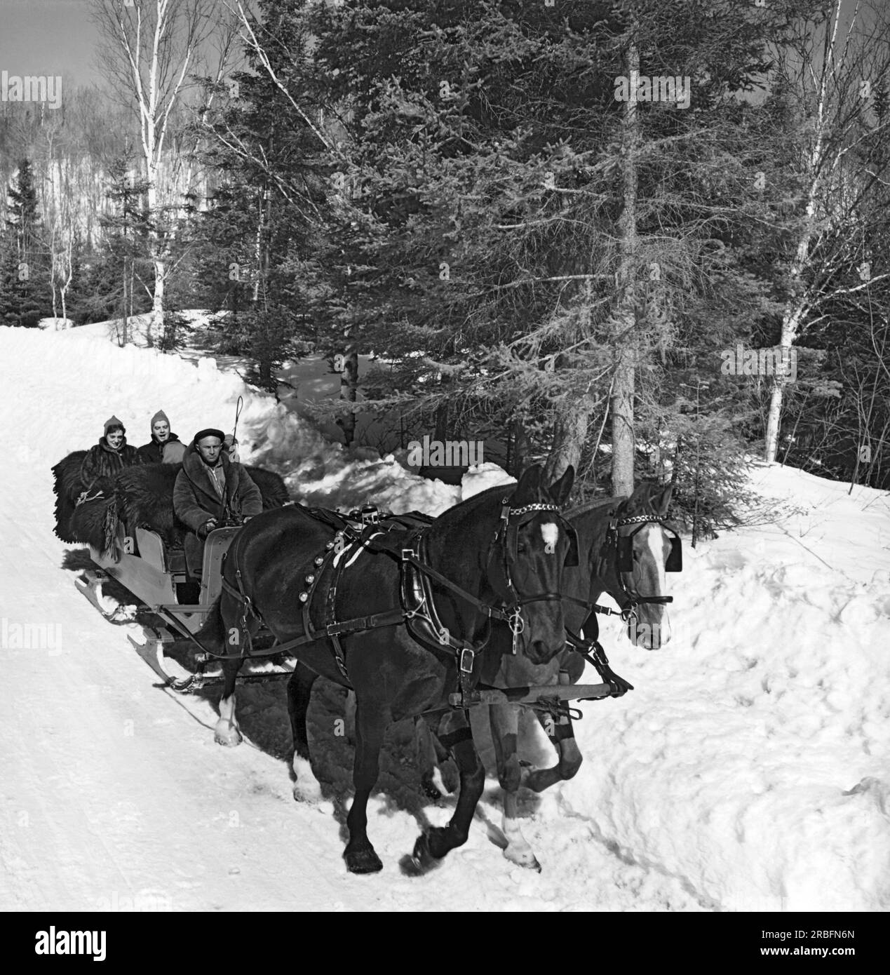 Ste. Agathe-des-Monts, Quebec, Kanada: c. 1959. Eine Schlittenfahrt in den Laurentian Mountains nördlich von Montreal. Stockfoto