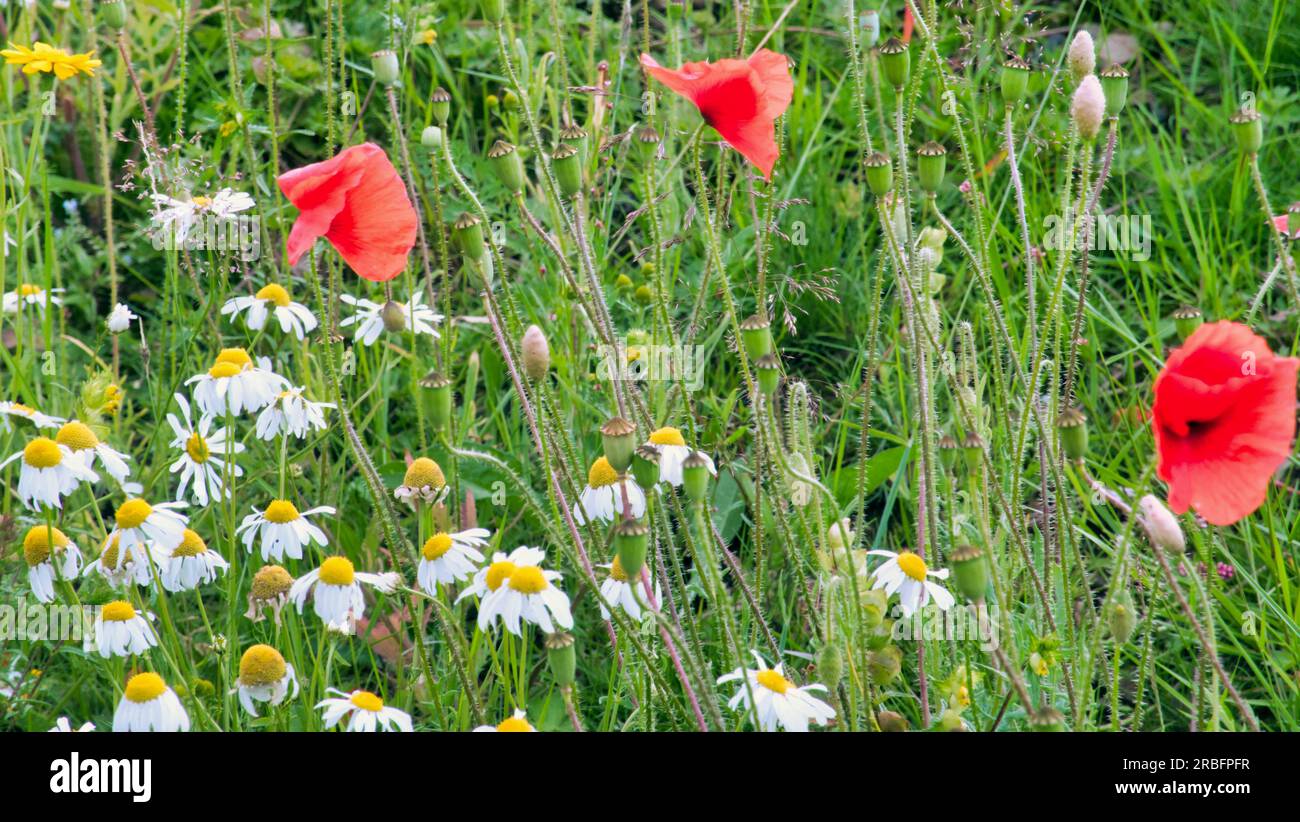Rote Mohnblumen, schottische Wildblumen Stockfoto