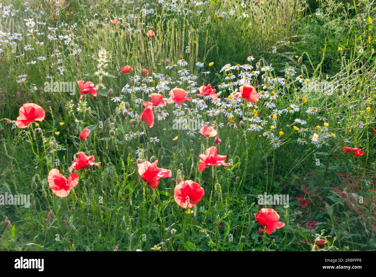 Rote Mohnblumen, schottische Wildblumen Stockfoto