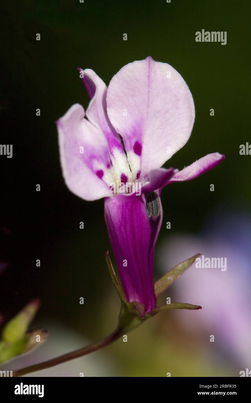 Lobelia Nahaufnahme von Flower Head Stockfoto