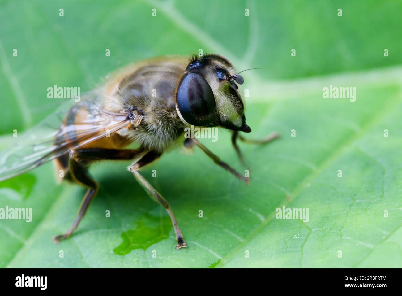 Drohne Fly Eristalis Tenax Stockfoto