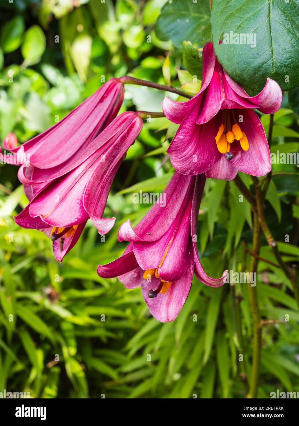 Duftende, dunkelrosa Sommerblumen der Trompetenlilie, Lilium „Pink Perfection“ Stockfoto