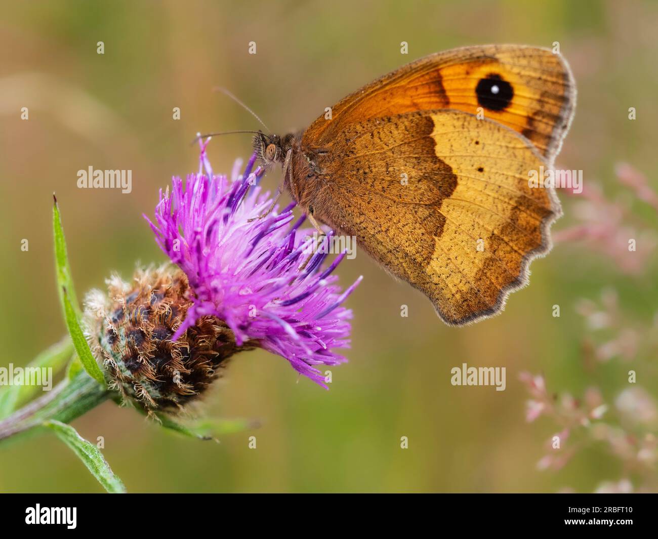 Männlicher Maniola jurtina, brauner britischer Schmetterling, ernähren sich von Rauflächen in rauem Grasland Stockfoto