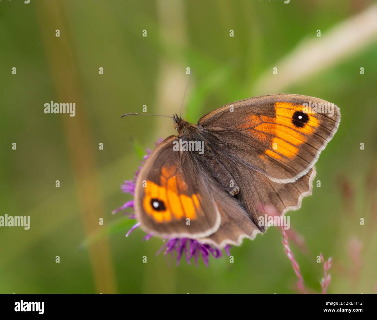 Männlicher Maniola jurtina, brauner britischer Schmetterling, ernähren sich von Rauflächen in rauem Grasland Stockfoto