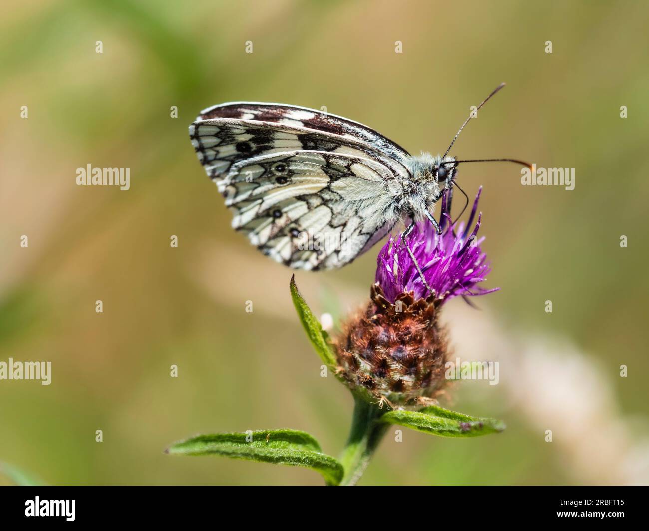 Braun-weiß gemusterter marmorierter weißer Schmetterling, Melanargia galathea, ernähren sich von Knapweed, Centaurea nigra Stockfoto