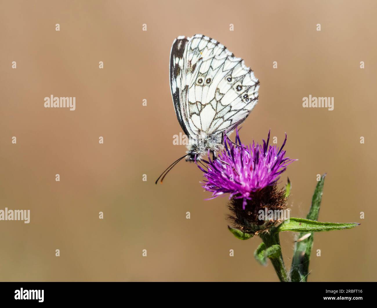Braun-weiß gemusterter marmorierter weißer Schmetterling, Melanargia galathea, ernähren sich von Knapweed, Centaurea nigra Stockfoto