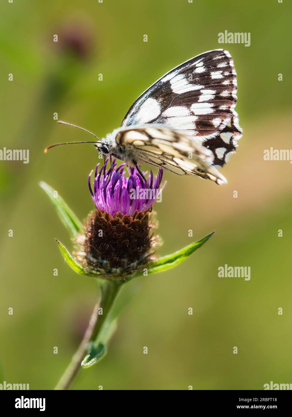 Braun-weiß gemusterter marmorierter weißer Schmetterling, Melanargia galathea, ernähren sich von Knapweed, Centaurea nigra Stockfoto