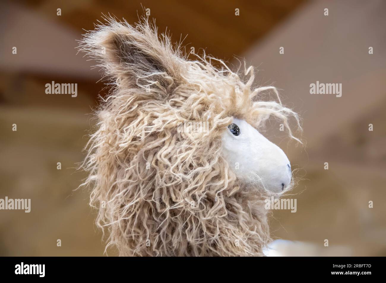 Niedlicher, flauschiger Lama-Kopf vor hellbraunem Hintergrund – gekürzt Stockfoto
