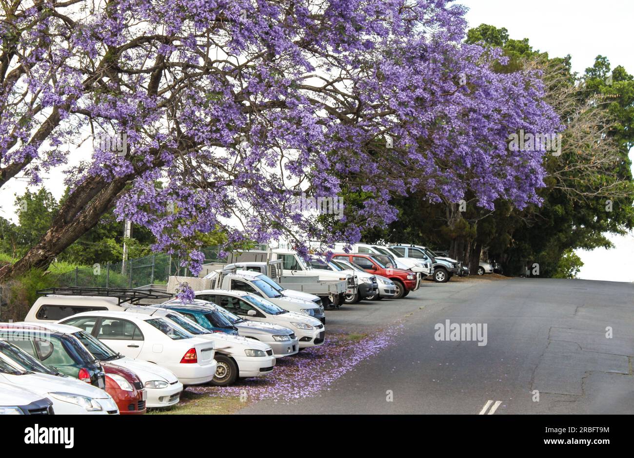 Die violetten Blüten der Jacaranda-bäume auf Autos auf einem Hügel in Australien geparkt fallen Stockfoto