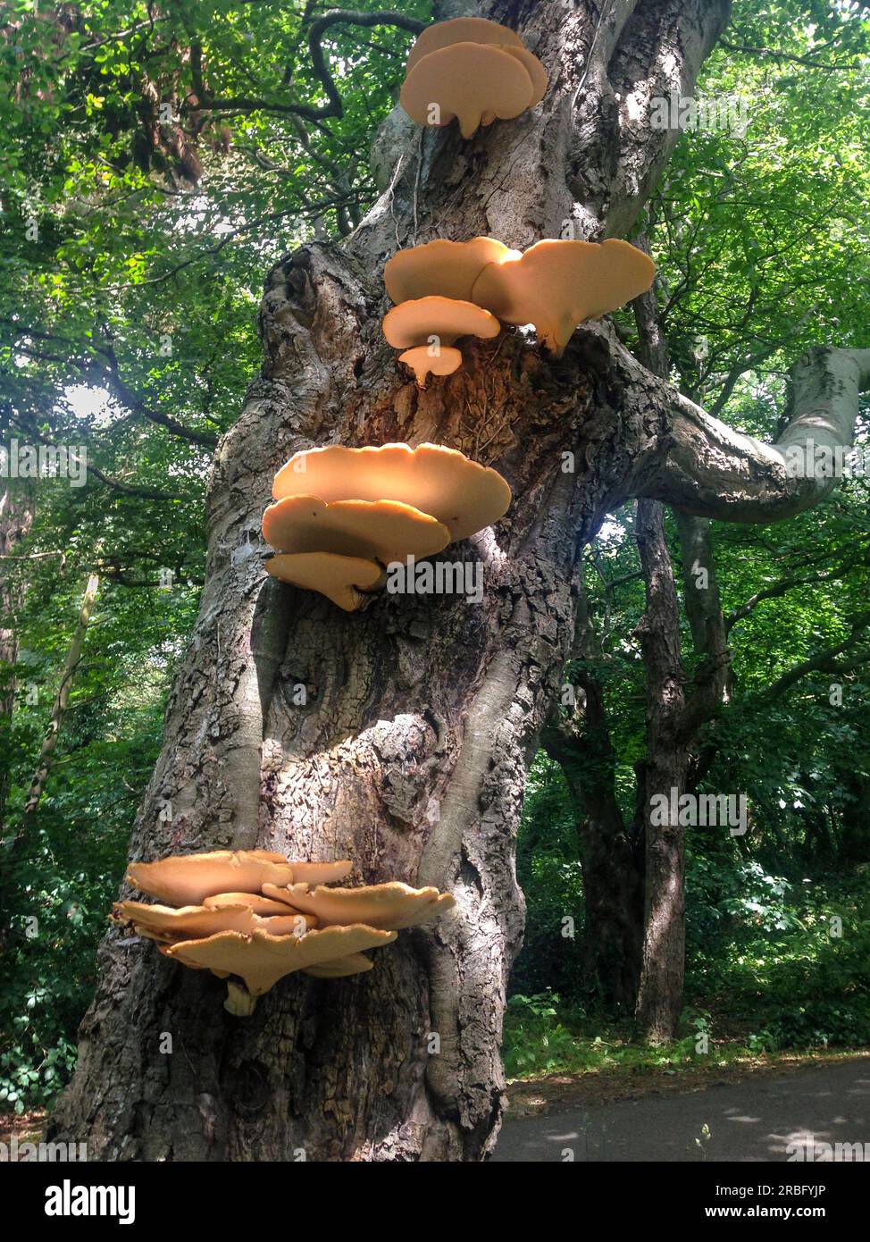 Halterung Pilz Blütenhalter (Daedaleopsis confragosa) Stockfoto
