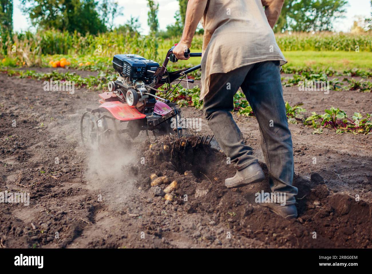 Landwirt, der einen kleinen Traktor für den Bodenanbau und das Kartoffelgraben fährt. Herbsternte Kartoffelernte. Landwirtschaft. Anbau von Bio-Gemüse Stockfoto