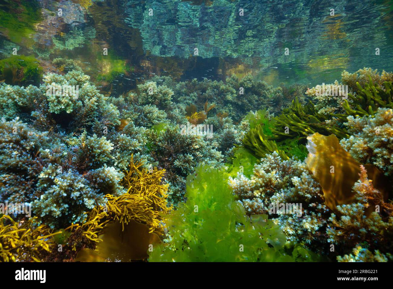 Meeresalgen unter der Wasseroberfläche im Atlantik (überwiegend Cystoseira tamariscifolia Alga), Naturszene, Spanien, Galicien, Rias Baixas Stockfoto