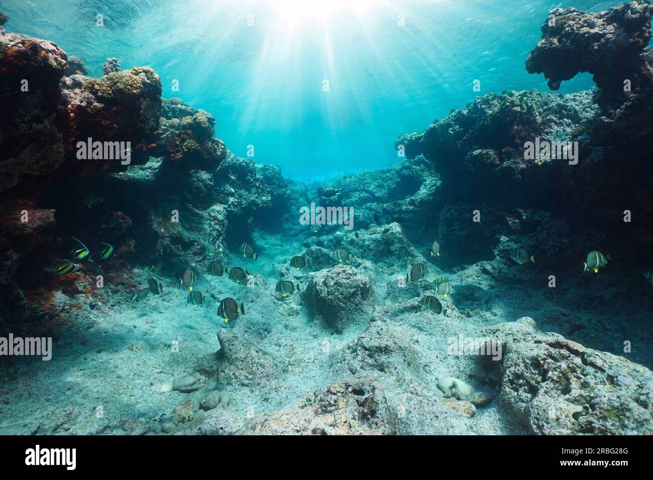 Sonnenlicht unter Wasser über einem erodierten Felsenriff mit tropischen Fischen, Pazifischem Ozean, Französisch-Polynesien, Huahine Stockfoto