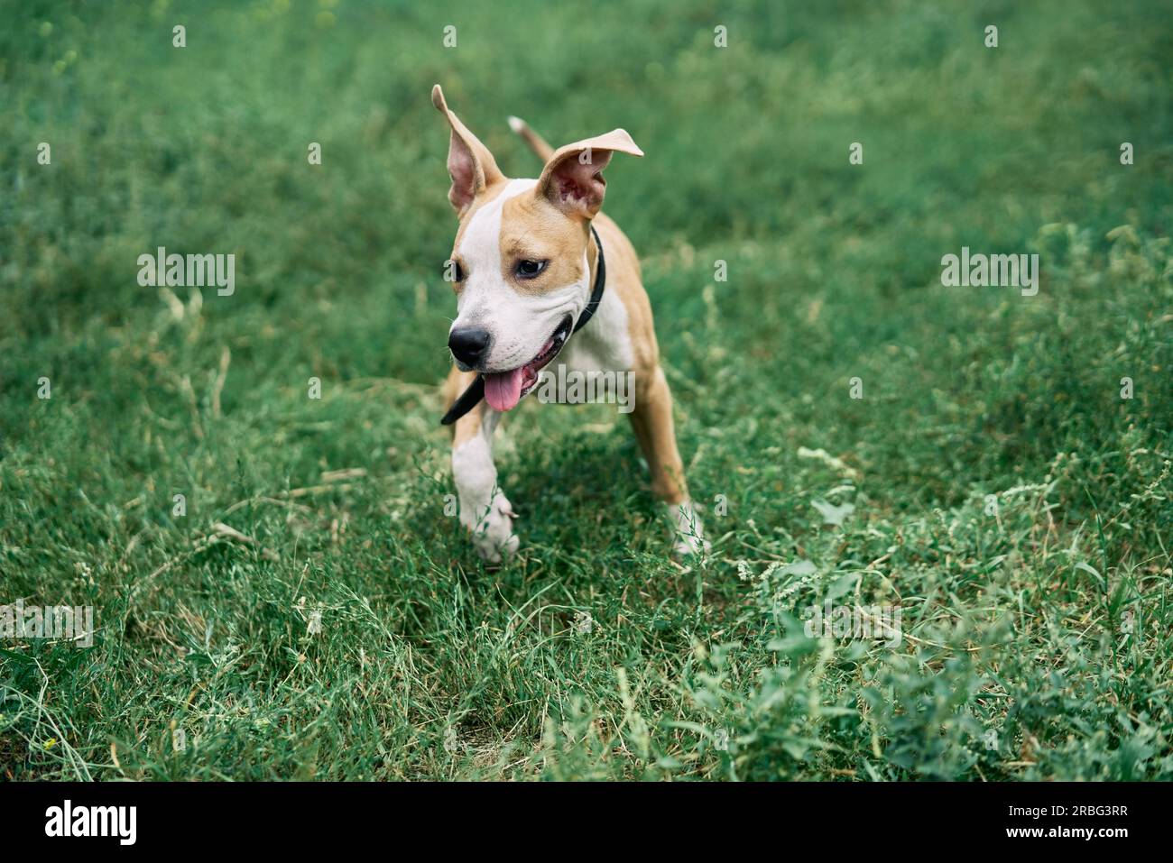 Süße kleine American Staffordshire Terrier Welpen im Freien spielen im grünen Gras Stockfoto