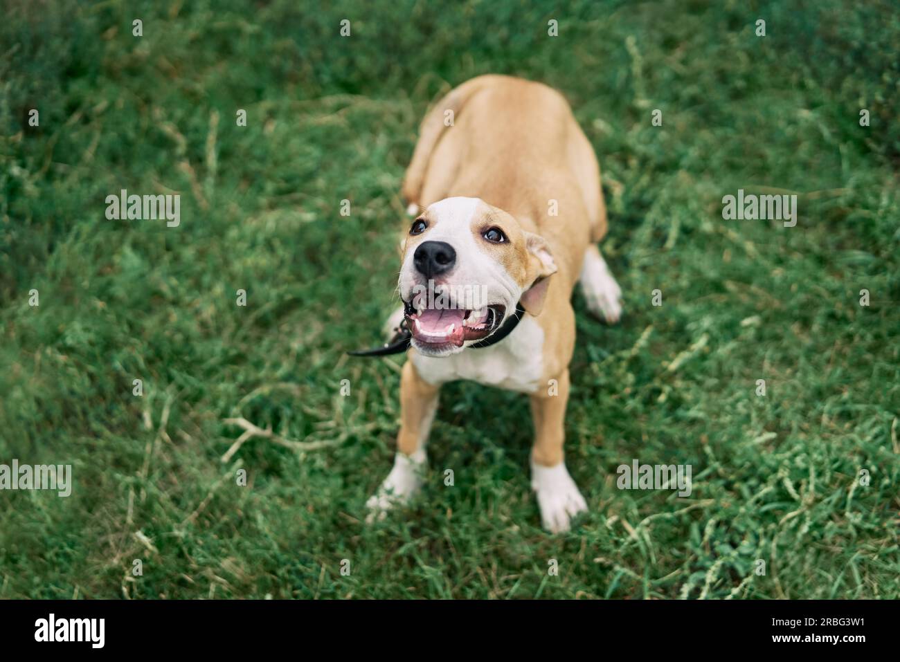 Süße kleine American Staffordshire Terrier Welpen sitzen draußen im grünen Gras Stockfoto