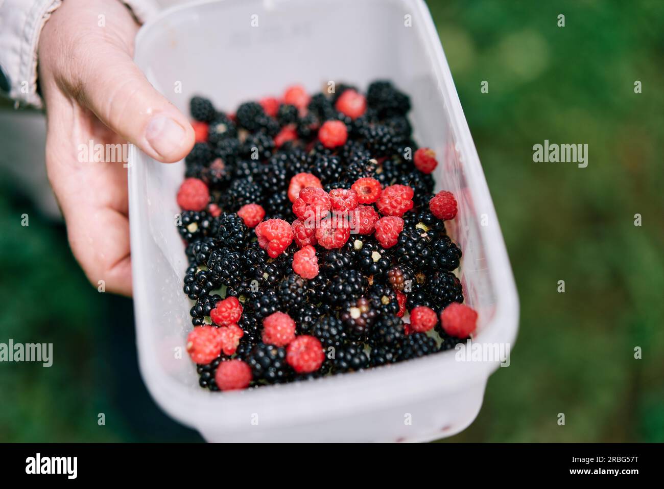 Gemischte Brombeeren und Himbeeren sammeln sich im Wald. Gesundes, veganes, sortiertes Beerenkonzept Stockfoto