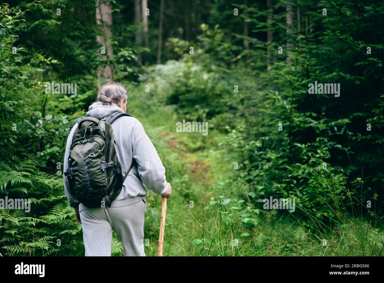Wandern im Wald. Rückansicht des Menschen durch den Wald gehen. Urlaub, Reisekonzept Stockfoto
