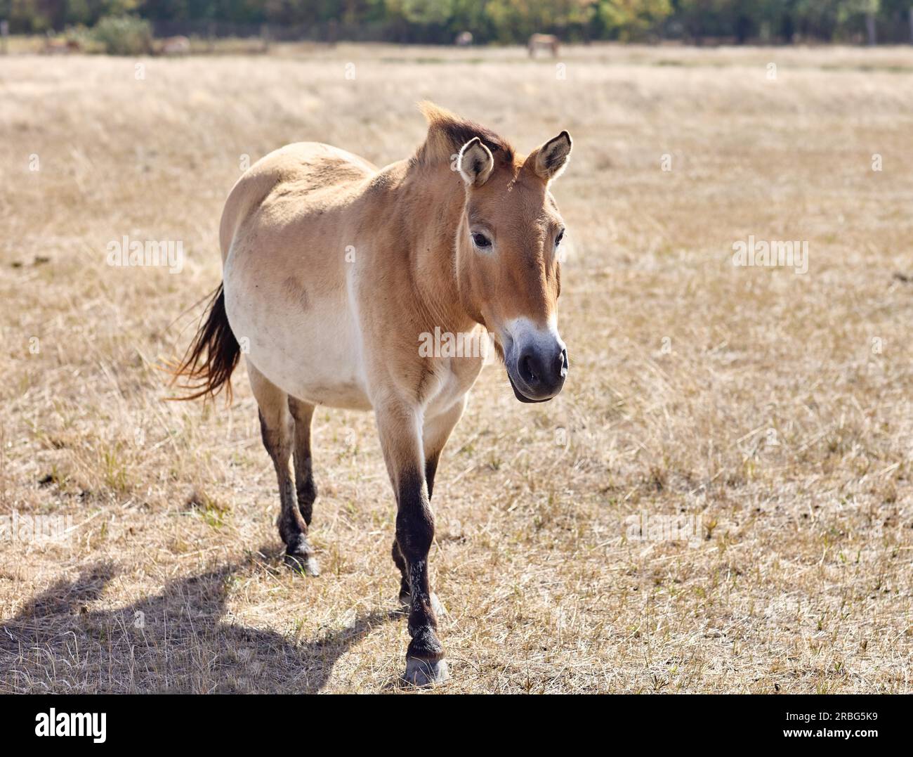 Przewalskis Wildpferd läuft in jungfräulichen Steppen des ukrainischen Naturparks Askania-Nova. Wilde Natur Stockfoto