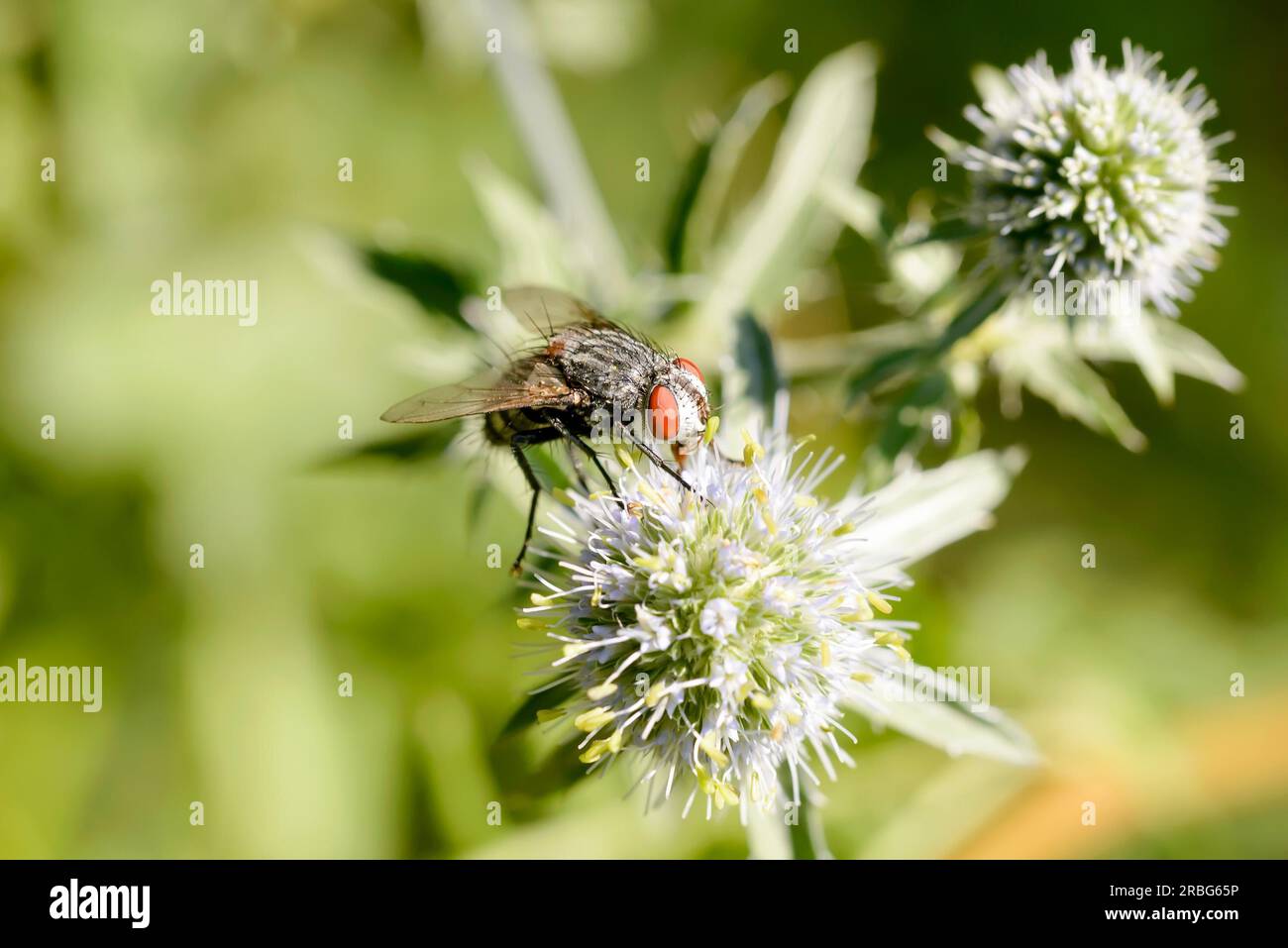 Haarige Fliege auf einem Eryngium campestre Blume, unter der warmen Sommersonne. Kiew, Ukraine Stockfoto