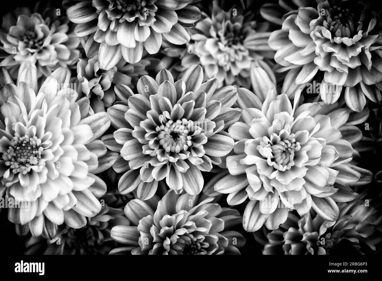 Schwarze und weiße Nahaufnahme der natürliche gelbe und orange Chrysantheme unter der weichen Ende Sommer Licht Stockfoto