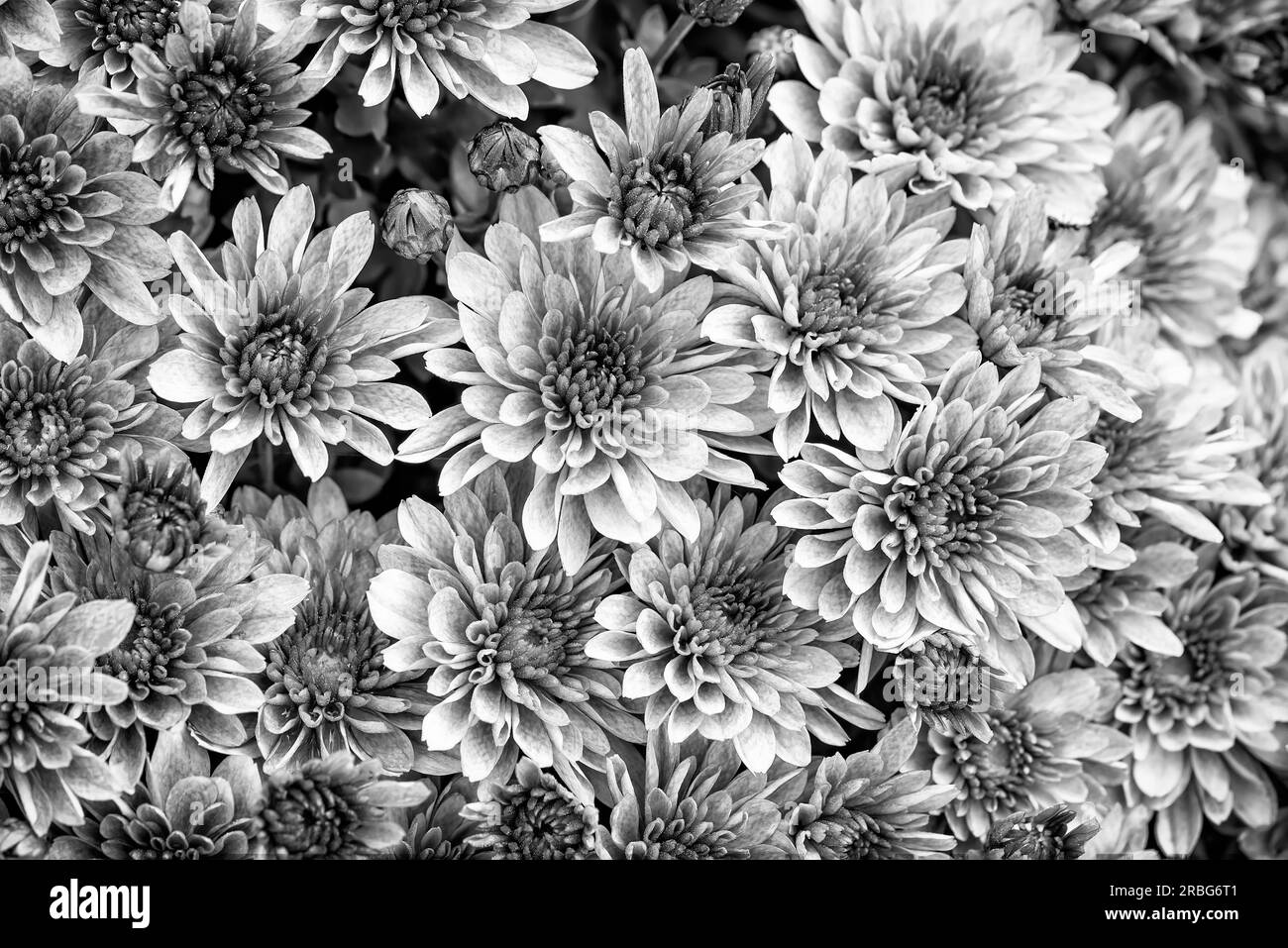 Schwarze und weiße Nahaufnahme der natürliche gelbe und orange Chrysantheme unter der weichen Ende Sommer Licht Stockfoto