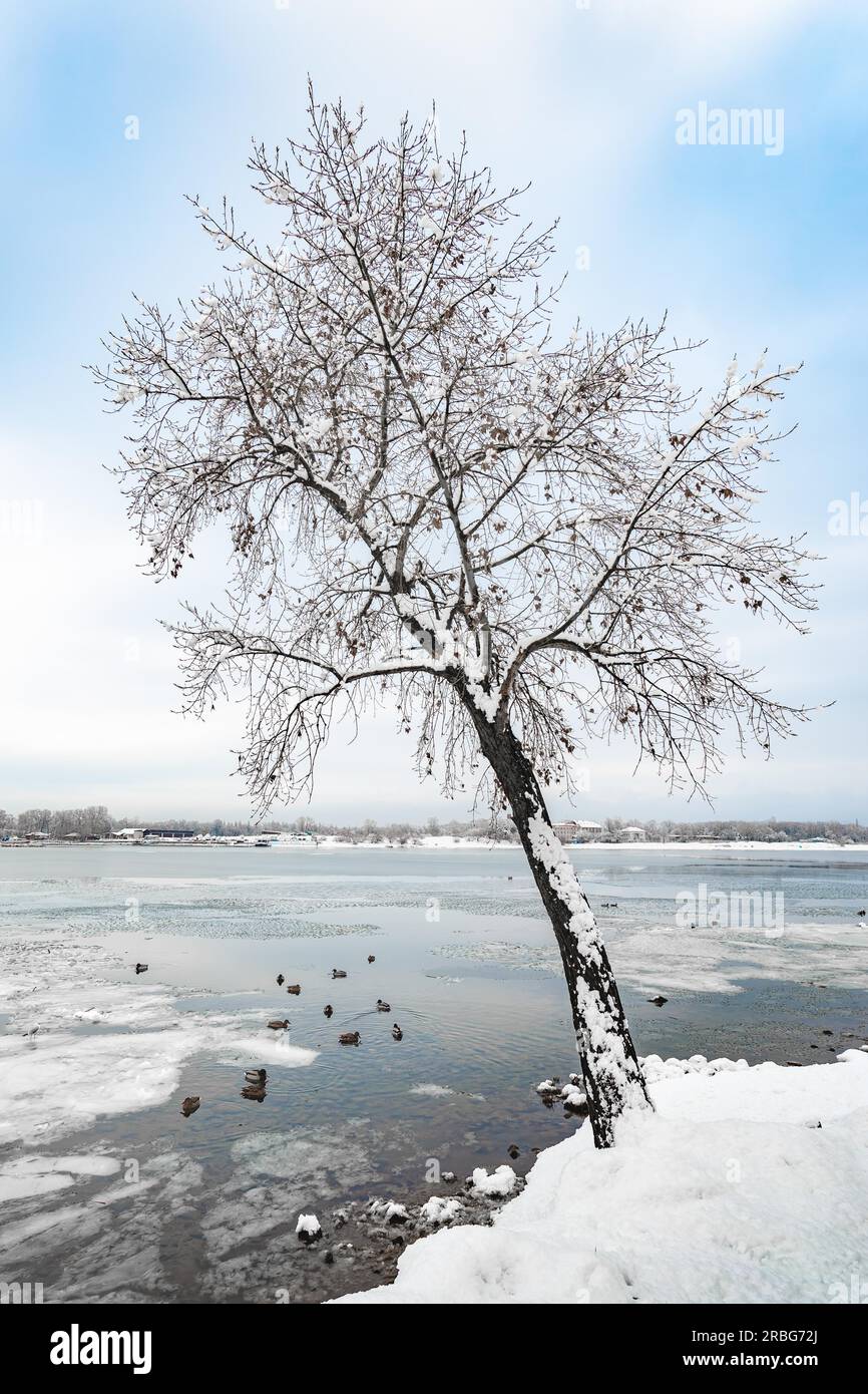 Eine Pappel in der Nähe des Dnjepr in Kiew, Ukraine, steht vor dem Hintergrund der Weißen schneereiche Winter sky. Enten schwimmen auf dem eisigen Wasser Stockfoto