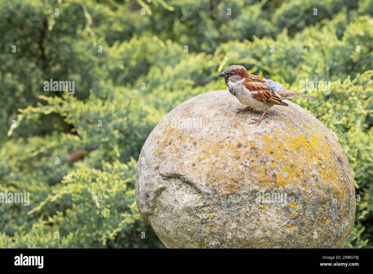 Ein Hausspatz (Passer domesticus) steht auf rundem Stein, wie auf einem großen Ei, zu Beginn des Frühlings, vor einem Thuja oder Stockfoto