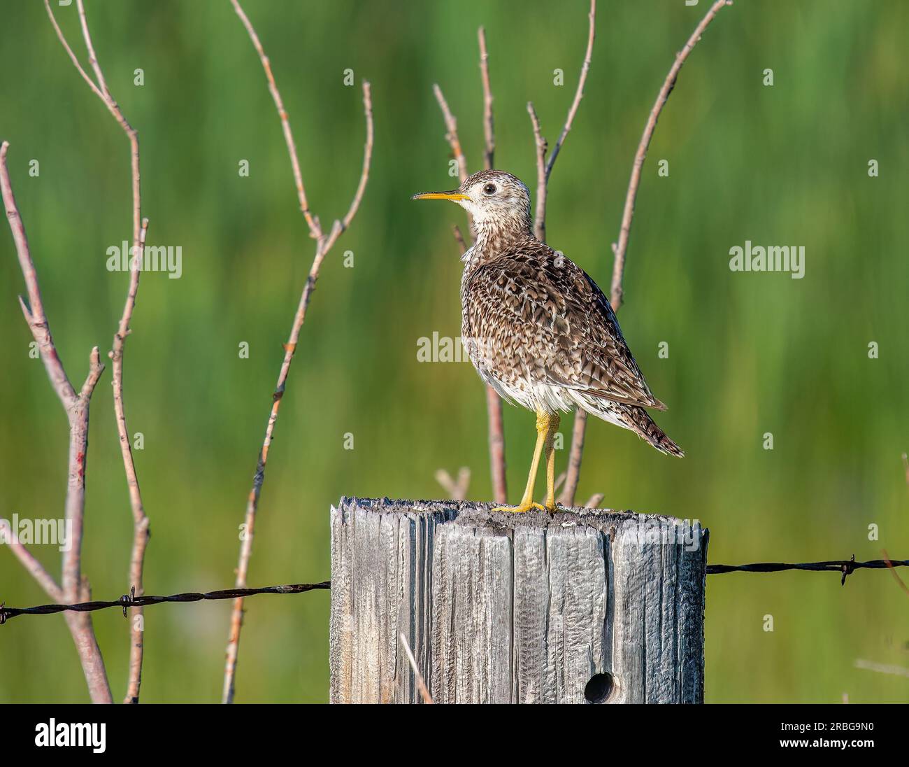 Hochgebirgssandpiper thronte auf einem verwitterten Zaunpfosten in Nebraskas Sandhills, einem seltenen Grasvogel in seinem heimischen Präriebauraum. Stockfoto
