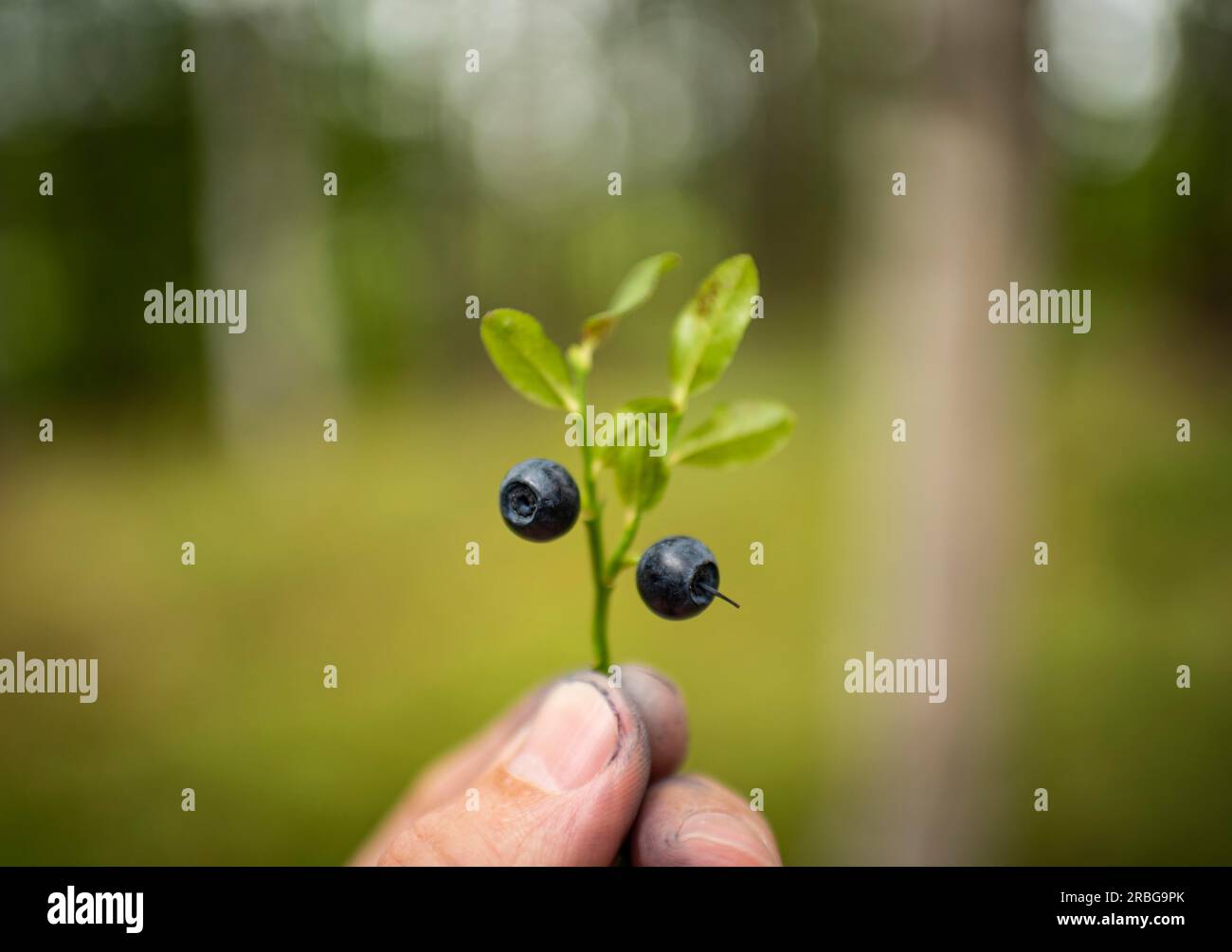 Zweig mit Blaubeeren in der Hand Stockfoto