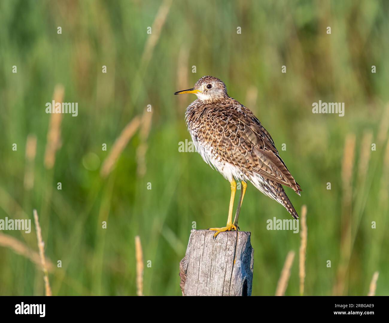 Hochgebirgssandpiper thronte auf einem verwitterten Zaunpfosten in Nebraskas Sandhills, einem seltenen Grasvogel in seinem heimischen Präriebauraum. Stockfoto