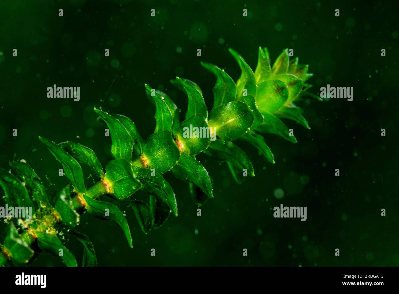 Nahaufnahme eines kanadischen Wassergrases unter Wasser in der St. Der Lawrence-Fluss Stockfoto