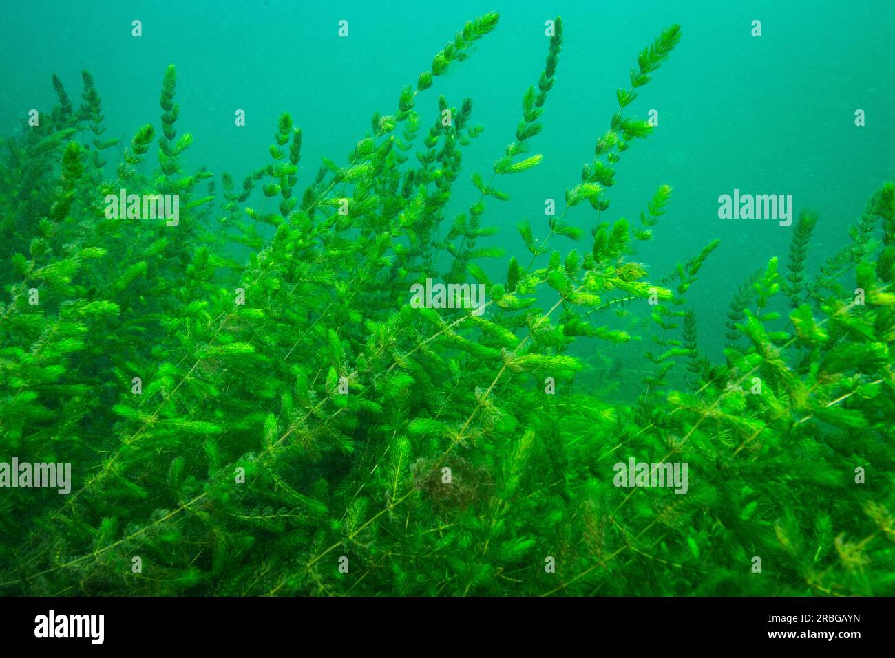 Hornwürzwasser-Pflanzen unter Wasser in der St. Der Lawrence-Fluss Stockfoto