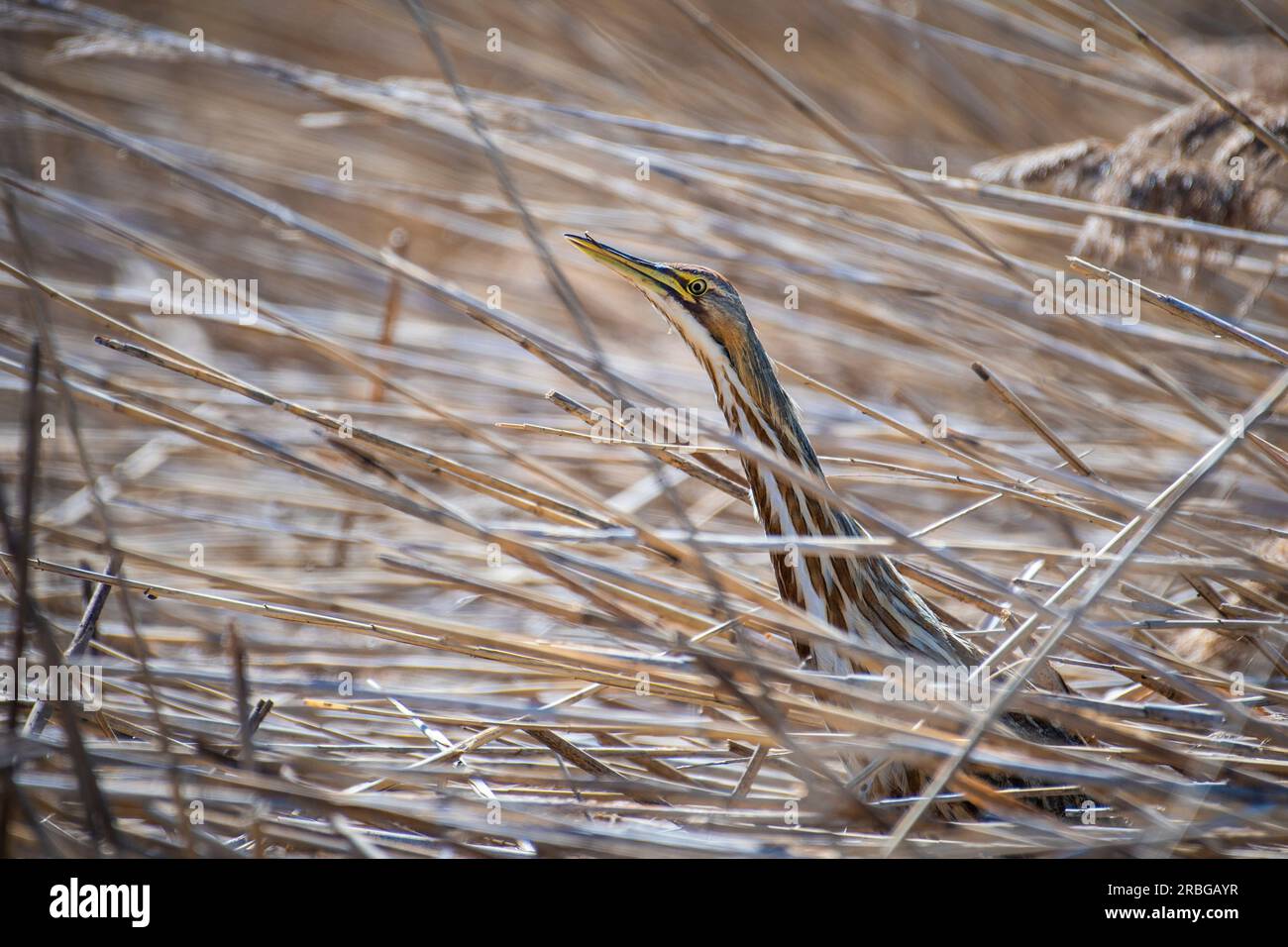 Amerikanische Rohrdommel in einer Verborgenen Pose mit gestrecktem Hals und Schnabel nach oben gerichtet. Stockfoto