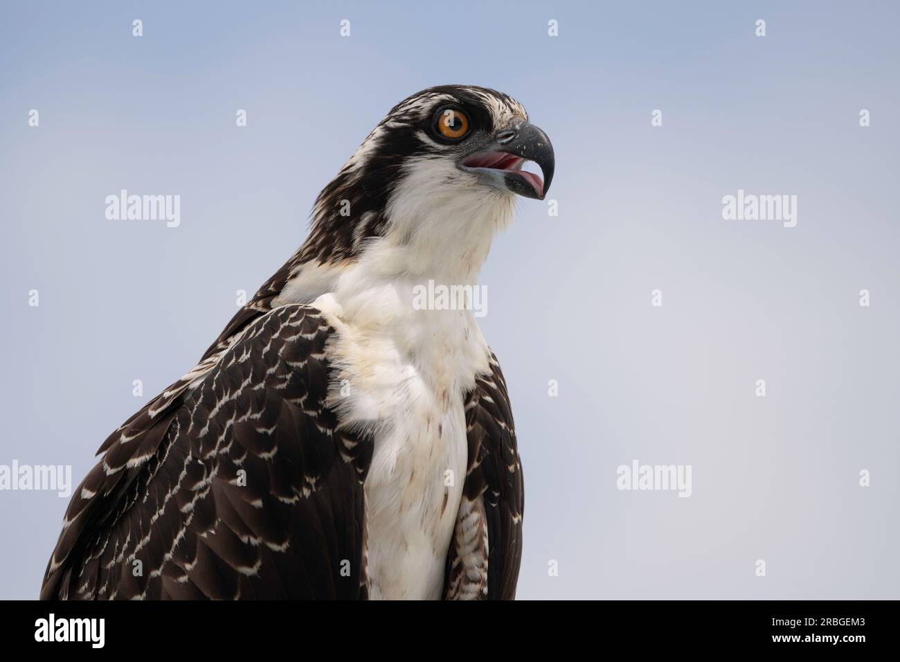 Osprey, Everglades-Nationalpark Stockfoto