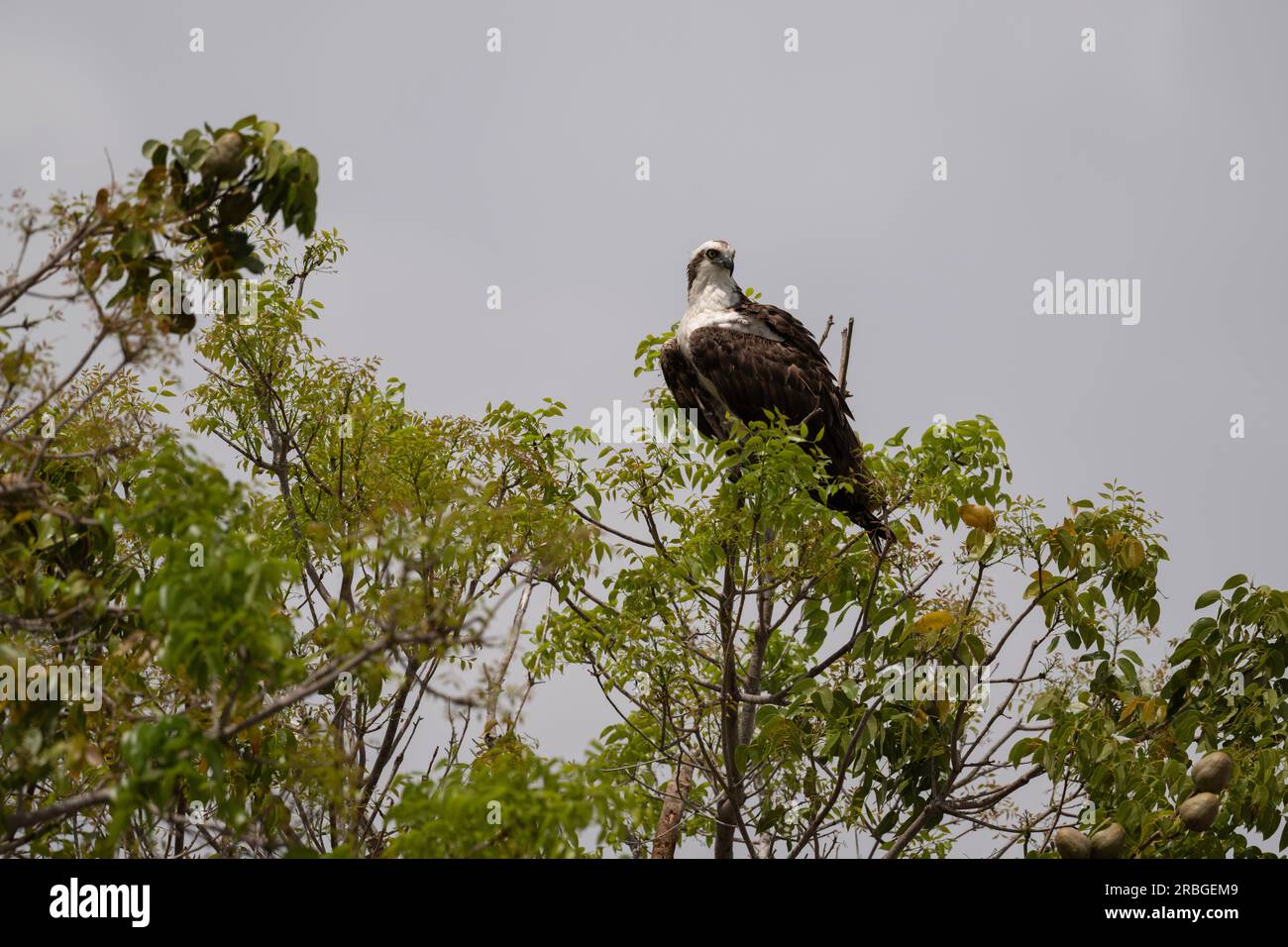 Osprey, Everglades-Nationalpark Stockfoto