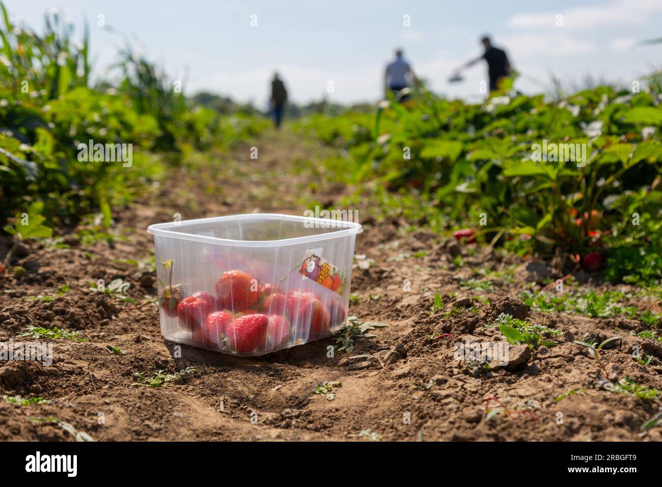 Eine Schale Erdbeeren auf einem Bauernfeld zum Pflücken, Großbritannien Stockfoto