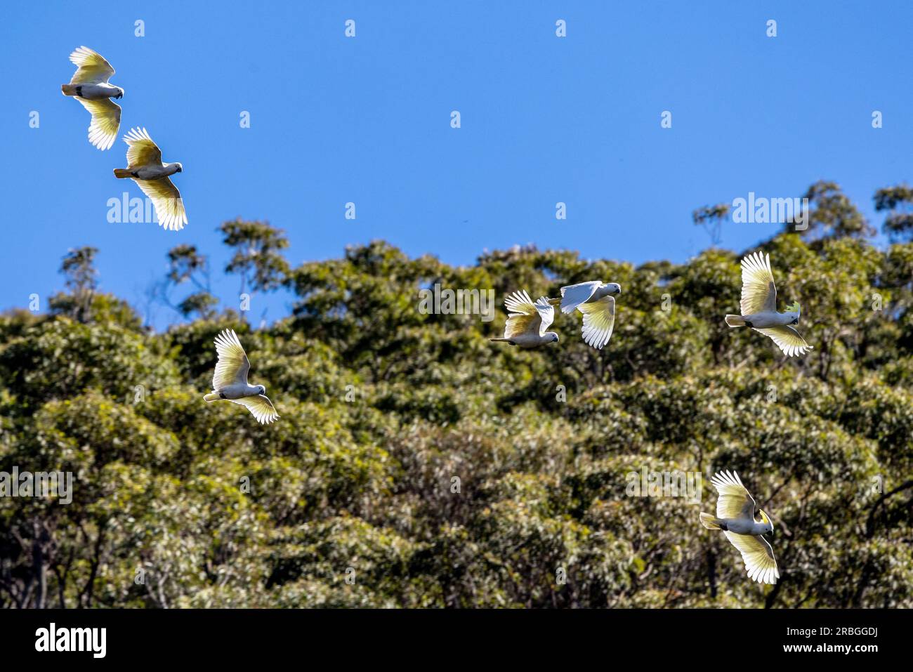 Australian Sulphur-Crested Cockatoo ist im Flug Stockfoto