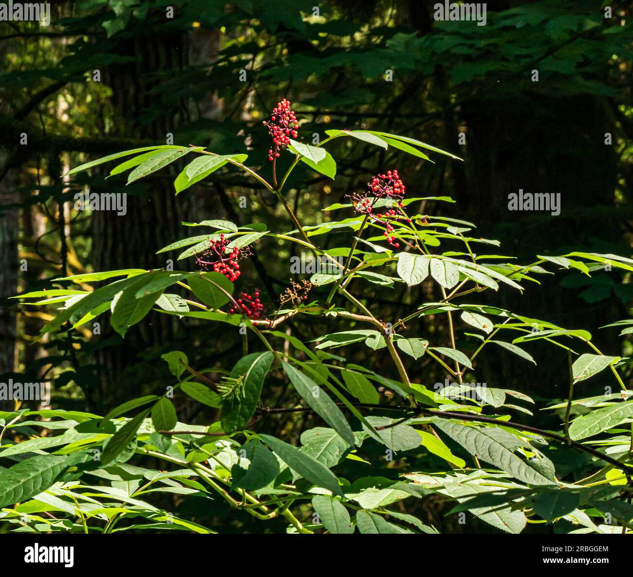 Red Elderberry, oder Sambucus racemosa, ist ein hoher Strauch, der an der Westküste von BC und im gesamten pazifischen Nordwesten wächst. Stockfoto